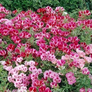 Godetia Mix, Seminte de Azalee de gradina, Clarkia, flori anuale in culori pestrite, 1 gram, Opal